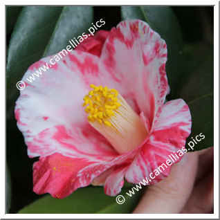 Camellia Japonica 'Yoshitsukasa'