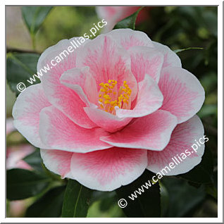Camellia Japonica 'Yours Truly'
