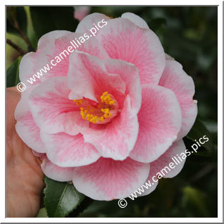 Camellia Japonica 'Yours Truly'