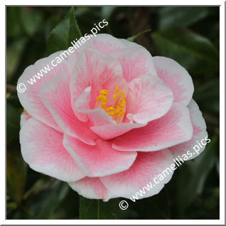 Camellia Japonica 'Yours Truly'