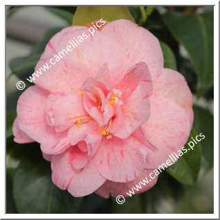 Camellia Japonica 'Yuba-shibori'