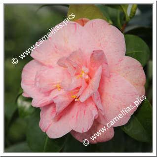 Camellia Japonica 'Yuba-shibori'