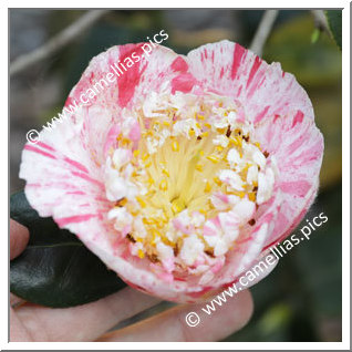 Camellia Higo Camellias 'Yugiri'