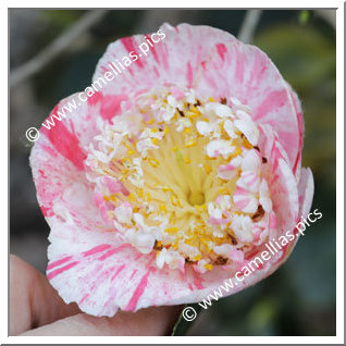 Camellia Higo Camellias 'Yugiri'