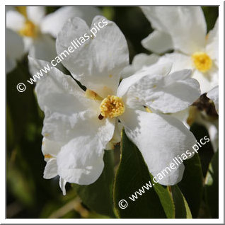 Camellia Species C. yuhsienensis