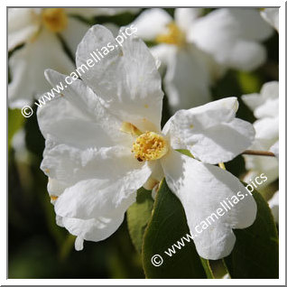 Camellia Species 'C. yuhsienensis'