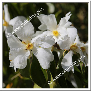 Camellia Species C. yuhsienensis