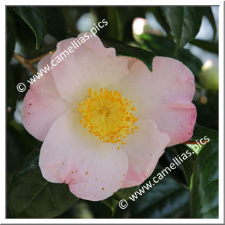 Camellia Japonica 'Yuki-hime'
