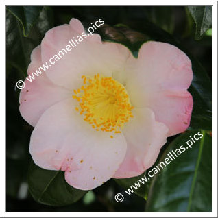 Camellia Japonica 'Yuki-hime'