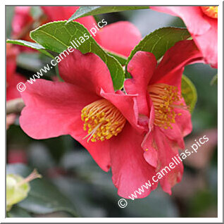 Camellia Japonica 'Yukibata'