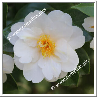 Camellia Japonica 'Yukigeshiki'