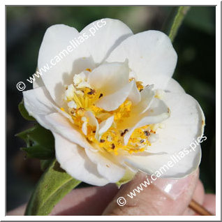 Camellia Japonica 'Yukikomachi'