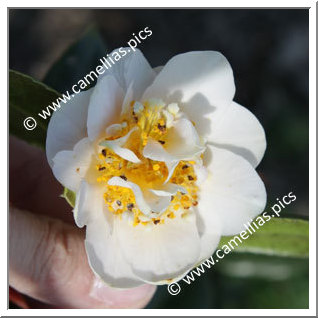 Camellia Japonica 'Yukikomachi'