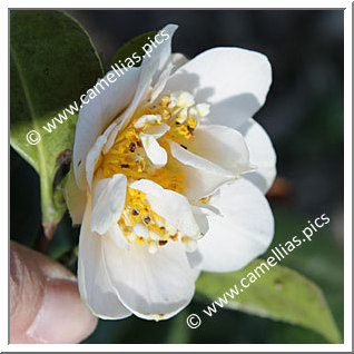 Camellia Japonica 'Yukikomachi'