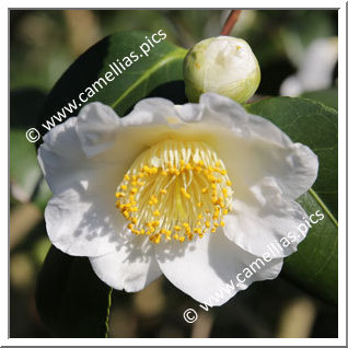 Camellia Japonica 'Yukimiguruma'