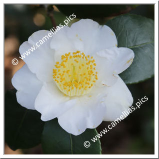 Camellia Japonica 'Yukimiguruma'