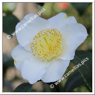 Camellia Japonica 'Yukimiguruma'