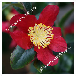 Camellia Sasanqua 'Yuletide'