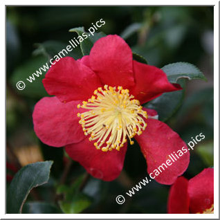 Camellia Sasanqua 'Yuletide'