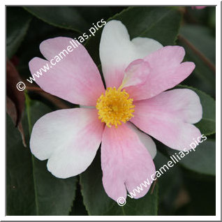 Camellia Hybride 'Yume'