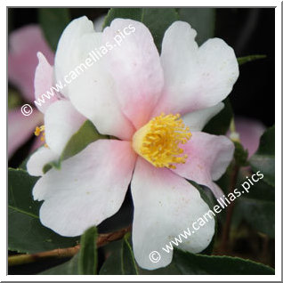 Camellia Hybrid 'Yume'