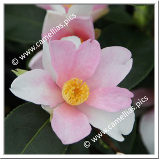 Camellia Hybride 'Yume'