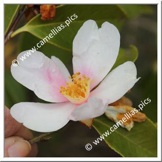 Camellia Hybrid 'Yume-komachi'