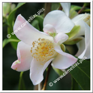 Camellia Japonica 'Yume-no-furusato'