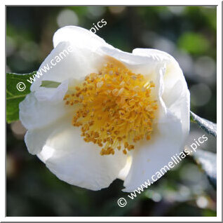 Camellia Botanique C. yunnanensis