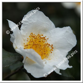 Camellia Botanique 'C. yunnanensis'