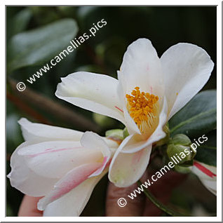 Camellia Japonica 'Yuri-shibori'