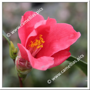 Camellia Japonica 'Yuri-tsubaki'