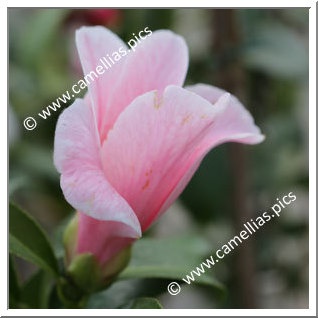 Camellia Japonica 'Yûyake-fuji'