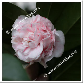 Camellia Japonica 'Zebulon'