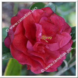 Camellia Reticulata 'Zipao'