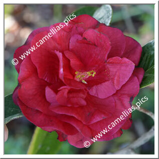 Camellia Reticulata 'Zipao'