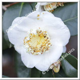 Camellia Japonica 'Zoë'