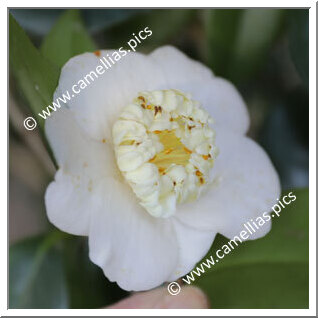 Camellia Japonica 'Zoë'