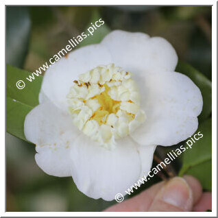 Camellia Japonica 'Zoë'