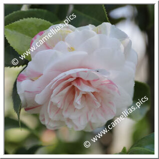 Camellia Japonica 'Zoraide Vanzi'