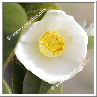 Camellia Hybride 'Zuihô'