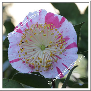 Camellia Higo Camellias 'Zuikô-nishiki'