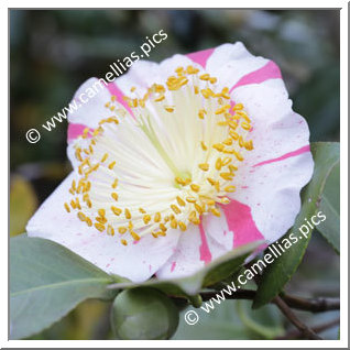 Camellia Higo Camellias 'Zuikô-nishiki'