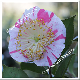 Camellia Higo Camellias 'Zuikô-nishiki'