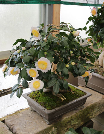 Camellia Japonica de Higo