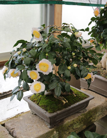 Higo Camellia