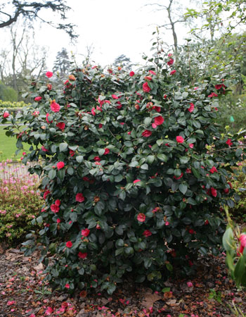 Jardin des Plantes de Nantes