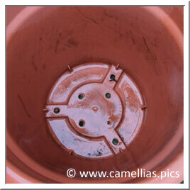 Take care that the bottom of the container is bored with many holes, do not hesitate to add some if necessary.