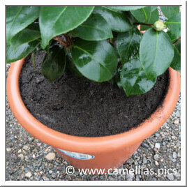 Add compost without burying the mound. Do not forget that it will pack, you will be able to add some after watering.  Sprinkle copiously and check the drainage of the pot (that can take a few minutes).