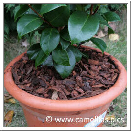 Mulch with fine bark of pine (one finds some in small bag). The bark protects the compost and keeps it wet. It is useless to put fertilizer, the camellia has some in sufficiency (small yellow balls on the surface of the mound).